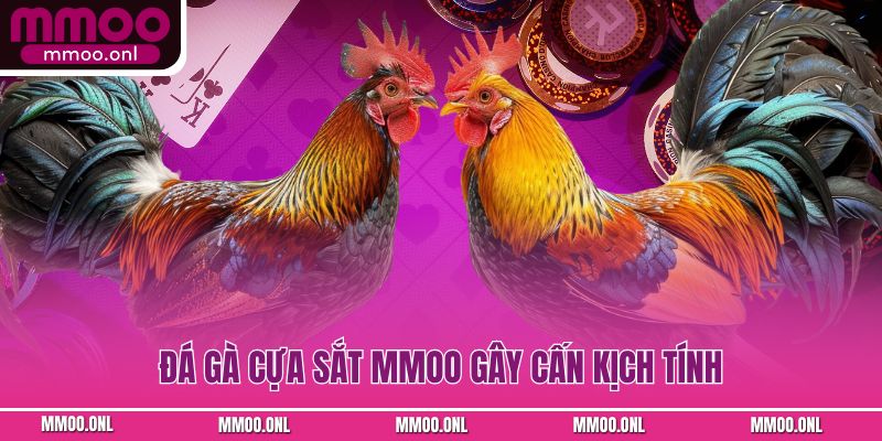 Đá gà cựa sắt MMOO gây cấn kịch tính